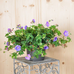 geranium-pratense-rozanne-21er-2388-1.jpg