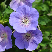 geranium-pratense-rozanne-21er-2388.jpg