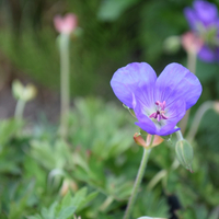 geranium-pratense-rozanne-2388-3544.jpg