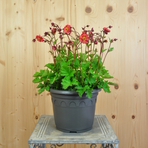 geum-coccineum-flames-of-passion-21er-3698.jpg