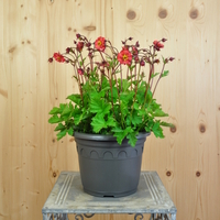 geum-coccineum-flames-of-passion-21er-3698.jpg