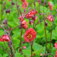 geum-coccineum-flames-of-passion-3696-3698.jpg