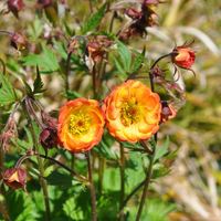 geum-coccineum-cocktail-tequila-sunrise-2365-3425.jpg