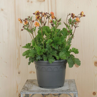 geum-coccineum-mai-tai-21er-2365-v.jpg