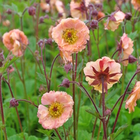 geum-coccineum-maitai-3425-2365.jpg