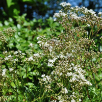 gypsophila-fastagiata-silverstar-3420.jpg