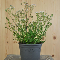 gypsophila-fastigiata-silverstar-14er-3420.jpg