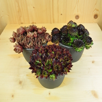 sempervivum-mix-14er-3166-1.jpg
