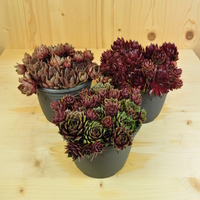 sempervivum-mix-14er-3166-2.jpg