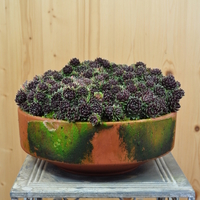 sempervivum-div-sorten-30er-tonschale-4321-2.jpg