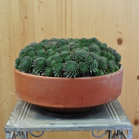 sempervivum-div-sorten-30er-tonschale-4321-5.jpg