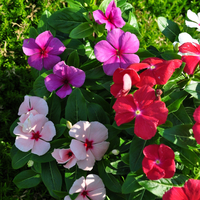 vinca-rosea-1633-3790.jpg