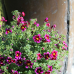jamesbrittenia-x-breviflora-burgundy-eye-3512.jpg