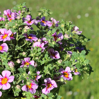 jamesbrittenia-x-breviflora-lavender-eye-3513.jpg