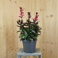 lobelia-speciosa-deep-rose-21er-3777.jpg