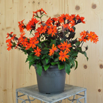 lychnis-arkwrightii-vesuvius-21er-3679.jpg