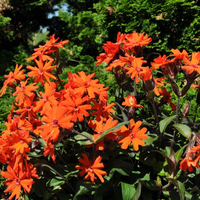 lychnis-arkwrightii-vesuvius-3679.jpg