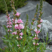 lythrum-salicaria-blush-2597.jpg