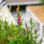 lythrum-salicaria-zigeunerblut-2598-v.jpg