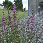 lythrum-salicaria-zigeunerblut-2598.jpg