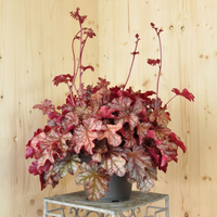 heuchera-x-brizoides-frosted-flame-21er-3084.jpg