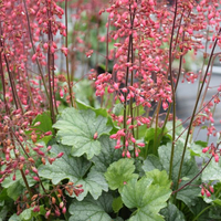 heuchera-mint-marquess-3381-2867-2877-3443-v.jpg