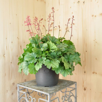 heuchera-x-brizoides-mint-marquess-21er-2877.jpg