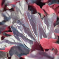 heuchera-obsidian-1227-2274-2409-3444.jpg