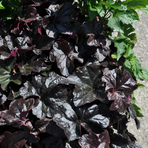 heuchera-x-brizoides-obsidian-1227-2409-2274-3444.jpg