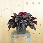 heuchera-x-brizoides-obsidian-21er-2409.jpg
