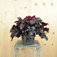 heuchera-x-brizoides-obsidian-21er-2409.jpg