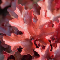 heuchera-red-flury-1228-2275-1297.jpg
