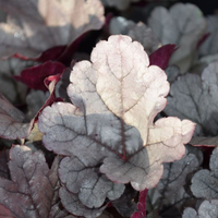 heuchera-silver-gumdrop-3622.jpg
