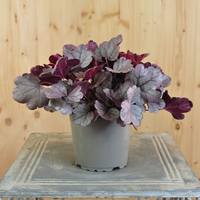heuchera-x-brizoides-silver-gumdrop-12er-3622.jpg