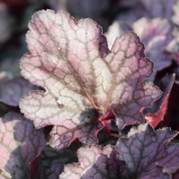 heuchera-silver-lord-1231-3173-3174-3445.jpg