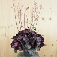 heuchera-x-brizoides-silver-lord-21er-3174.jpg