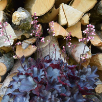 heuchera-starry-night-3383-3130-3132-3446.jpg