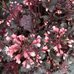 heuchera-starry-night-3383-3130-3132-v.jpg