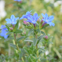 lithodora-diffusa-3095-1051.jpg