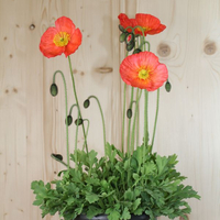 papaver-nudicaule-bubbles-f1-pink-21er-2624-v.jpg