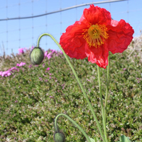 papaver-nudicaule-bubbles-f1-pink-2612-2619-2624.jpg
