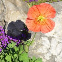 papver-nudicaule-rosa-2612-2619-2624.jpg