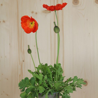 papaver-nudicaule-bubbles-f1-scarlet-12er-2613.jpg