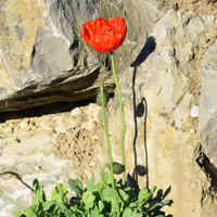 papaver-nudicaule-rot-2621-2076-2613.jpg