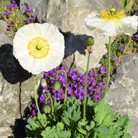 papaver-nudicaule-weiss-2622-2077-2614.jpg