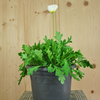 papaver-nudicaule-white-21er-2077.jpg