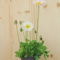 papaver-nudicaule-bubbles-f1-white-16er-2622.jpg