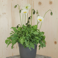 papaver-nudicaule-bubbles-f1-white-21er-2622.jpg