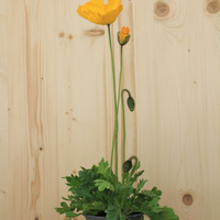 papaver-nudicaule-bubbles-f1-yellow-12er-2609.jpg