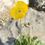 papaver-nudicaule-gelb-2616-2364-2609.jpg